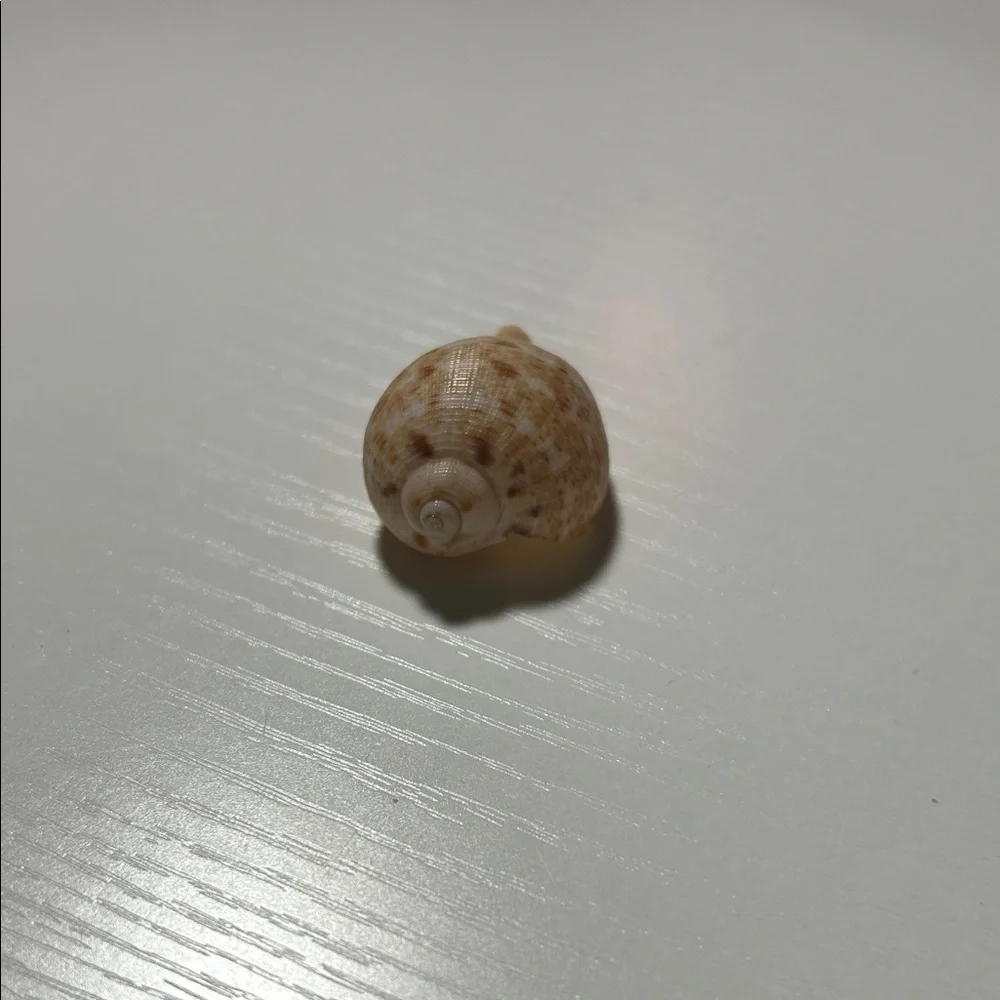 Natural Seashell Collection for Small Pets